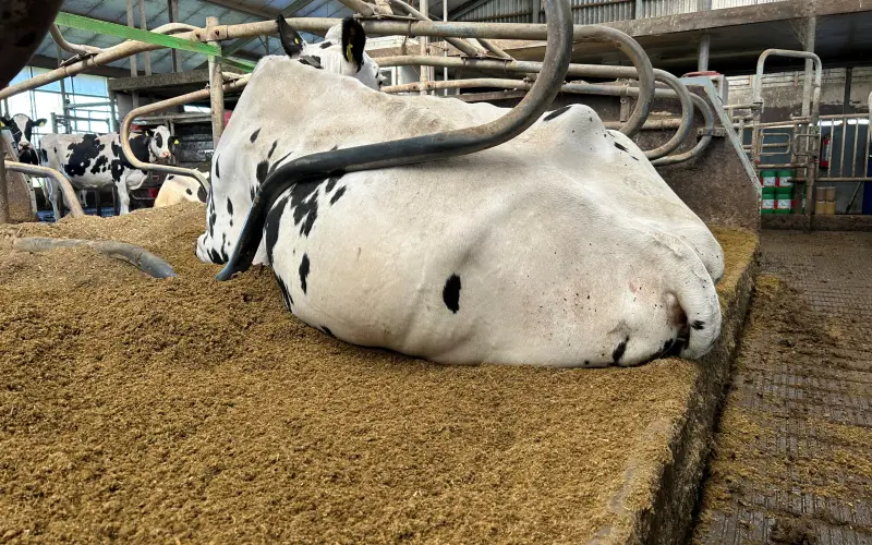 Eigen boxstrooisel